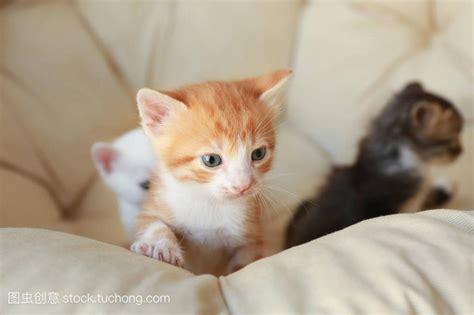 猫来家里生孩子代表什么|流浪猫进家的风水说法